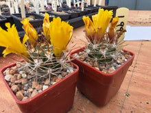 Weingartia pilcomayensis L991