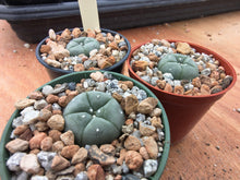 Lophophora williamsii P3402/3