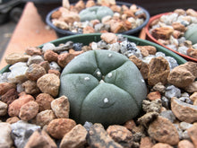 Lophophora williamsii P3402/3