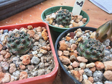 Mediolobivia sp. VS328