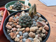 Mediolobivia sp. VS328