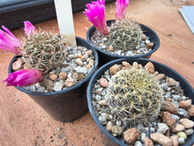 Sulcorebutia confusa JO658