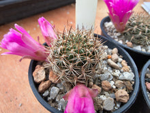 Sulcorebutia confusa JO658