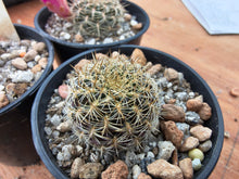 Sulcorebutia confusa JO658