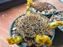 Sulcorebutia menesesii M196
