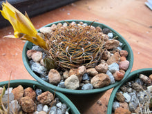 Sulcorebutia menesesii M196