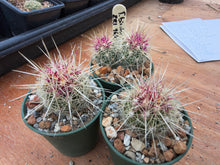 Thelocactus bicolour v. bolansis ZRI 96/08