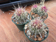 Thelocactus bicolour v. bolansis ZRI 96/08