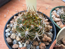 Weingartia sp. HS160