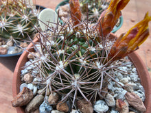 Weingartia sp. HS160