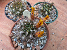 Weingartia sp. HS160