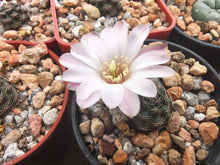 Mediolobivia sp. VS328