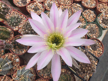 Echinopsis bridgesii subsp. yungasensis FR331