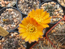 Lobivia pentlandii JO954.04