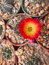 Lobivia sp. KPP2136