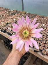 Echinocereus pectinatus