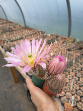 Echinocereus pectinatus