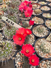 Mediolobivia zecheri R650