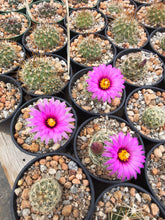 Mammillaria wrightii v. wilcoxii 'mediorosei' SB727