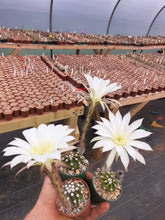 Echinopsis subdenudata