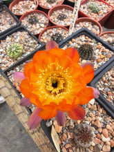 Lobivia amblayensis R19