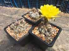 Acanthocalycium glaucum