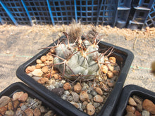 Acanthocalycium glaucum