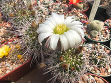 Acanthocalycium sp. P91