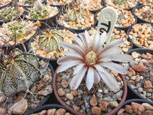 Gymnocalycium stellatum TOM 06-31/2