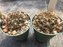 Echinopsis ancistrophora SE45
