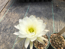 Echinopsis ancistrophora SE45