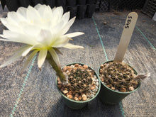 Echinopsis ancistrophora SE45