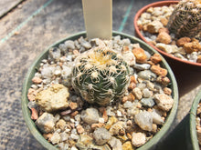 Gymnocalycium bruchii STO880