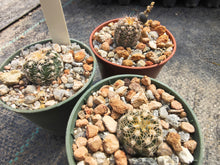 Gymnocalycium bruchii STO880