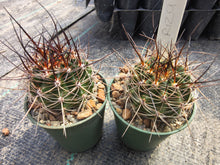 Echinopsis (Soehrensia) bruchii v. rosarioana R129