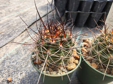 Echinopsis (Soehrensia) bruchii v. rosarioana R129