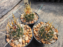 Stenocactus sp. K 47