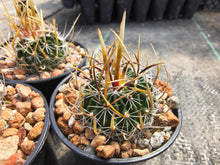 Stenocactus sp. K 47