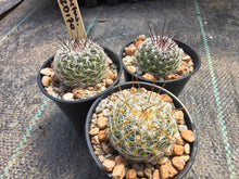 Thelocactus sp. VZD 170