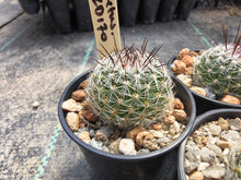 Thelocactus sp. VZD 170