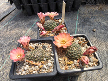 Mediolobivia pygmaea MN 162
