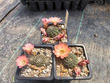 Mediolobivia pygmaea MN 162