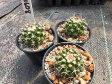 Mammillaria nejapensis SB1608