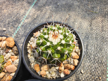 Mammillaria nejapensis SB1608