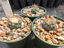 Turbinicarpus pseudomacrochele PP213