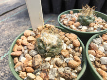 Turbinicarpus pseudomacrochele PP213