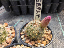 Mammillaria wrightii v. wilcoxii 'mediorosei' SB727