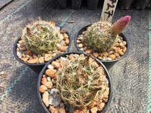 Mammillaria wrightii v. wilcoxii 'mediorosei' SB727