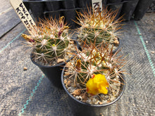 Weingartia hediniana KPP2133