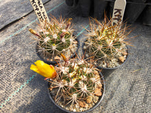 Weingartia hediniana KPP2133